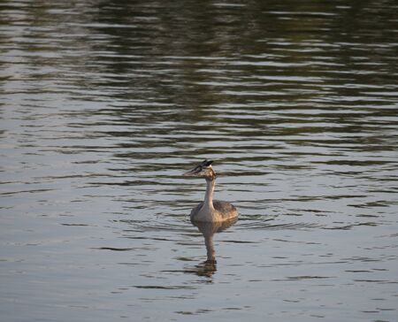Close up young cute ducling of great crested grebe, Podiceps cristatus swimming on blue lake pond water. Golden hour light, Copy spaceの写真素材
