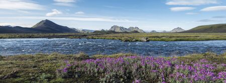 Beautiful wide panoramic Icelandic landscape with wild pink flowers, blue glacier river and green...