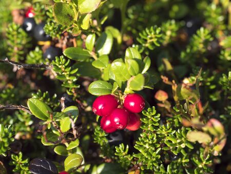 close up ripe red cranberry on the branch with green leaves in golden sun light. selective focus.の写真素材