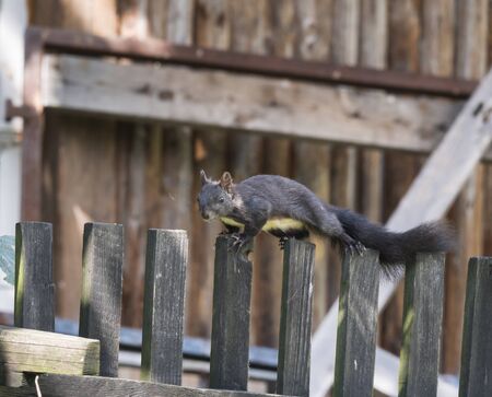 Close up Black squirrel, Sciurus vulgaris climbing on wooden fence paling. Selective focus, copy space.の写真素材