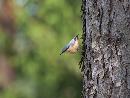 Close up wood Nuthatch or Eurasian nuthatch, climbing on larch tree trunk with head down. Green bokeh background, copy spaceの写真素材