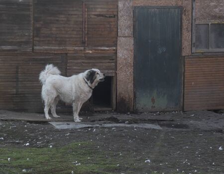 White flufy watchdog dog on chain standing in the yard of wooden shabby house. Muted color, vinage...