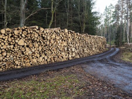 Big pile of Wooden logs of pine and spruce woods stacked next to muddy forest road. Freshly chopped...