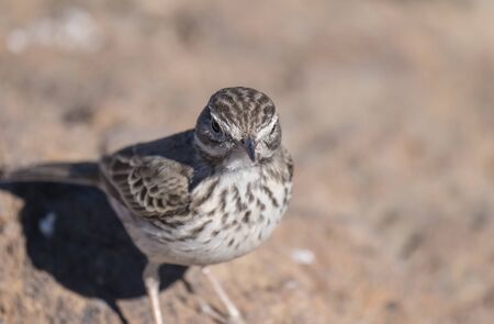 Close up Berthelots Pipit, Anthus berthelotii, endemic bird portrait perched on volcanic rock,...