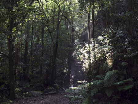 Cubo de la galga nature park with path in beautiful mysterious Laurel forest, laurisilva lush...