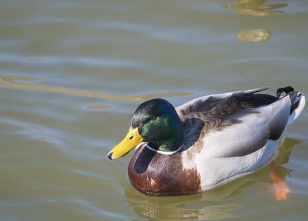 Close up mallard, Anas platyrhynchos, male duck bird swimming on lake water suface in sunlight....
