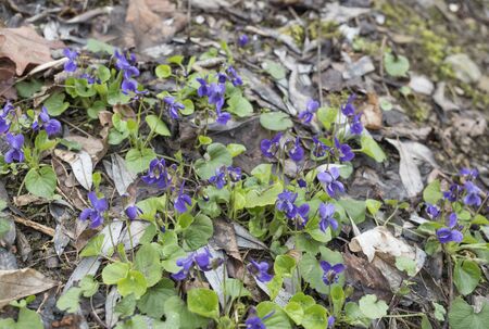 forest ground covered with spring violet flower ,Viola odorata or wood violet, sweet violet with...