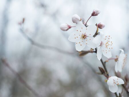 close up beautiful blooming white apple blossom bud flower twig, selective focus, natural bokeh background, floral spring frame, copy spaceの写真素材