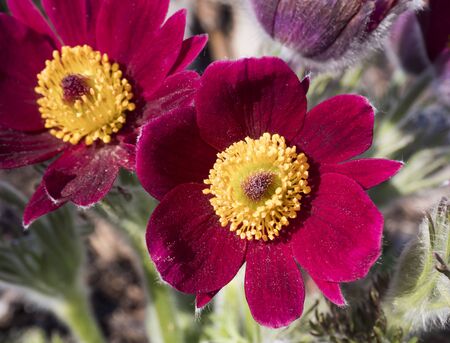 Beatiful close up Pulsatilla pratensis. Purple violet Flower small pasque flower, prairie crocus, and cutleaf anemone crimson flowers covered with small hairs. The first spring easter flowers. Selective focusの写真素材