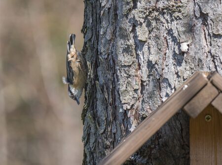 Close up wood Nuthatch or Eurasian nuthatch, climbing on larch tree trunk with head down. Green bokeh background, copy space.の素材 [FY310145341988]