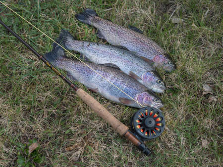 Czech republic, Marenicky, April 10, 2020: three big rainbow trout Oncorhynchus mykiss, fish displayed on grass with fly fishing rod. Fresh catch freshwater troutのeditorial素材