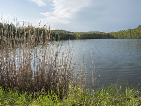 view on calm water of forest lake, fish pond Kunraticky rybnik with birch and spruce trees growing along the shore and clear blue sky in golden sun light. Nature background. Spring landscapeの写真素材