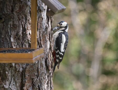 Close up male bird The great spotted woodpecker, Dendrocopos major perched on the larch tree trunk...