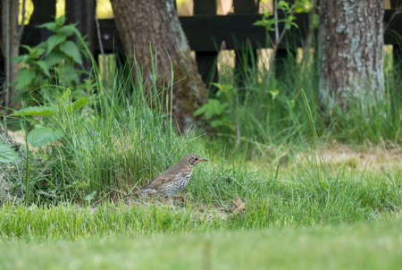 Close up song thrush, Turdus philomelos bird walking on the green grass in summer garden, selective...