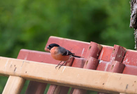 Close up male The Eurasian bullfinch, common bullfinch or bullfinch, Pyrrhula pyrrhula sits on the wooden planks. Green bokeh background.の写真素材