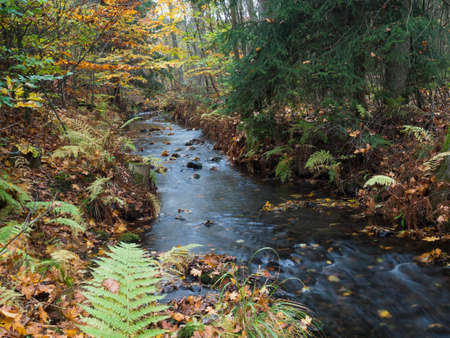Long exposure magic forest stream cascade creek in autumn with stones, moss, ferns and colorful...