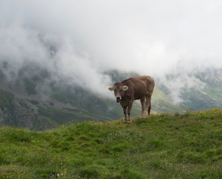Close up of brown cute grazing cow at alpine meadow, pasture in Stubaital Valley. Summer. Tirol Alps, Austria.の写真素材