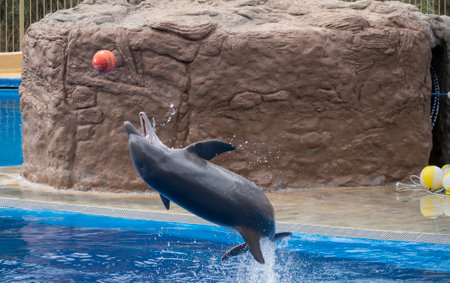 San Bartolome de Tirajana, Gran Canaria, Canary Islands, Spain December 18, 2020: Dolphins show at Palmitos Park. Trained dolphin performing. Gran Canaria, Spainのeditorial素材