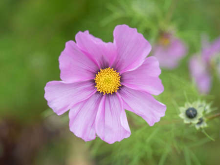 Close up blooming garden cosmos, Cosmos bipinnatus or mexican aster. Single macro perfect pink flower on green bokeh background. Selective focusの写真素材