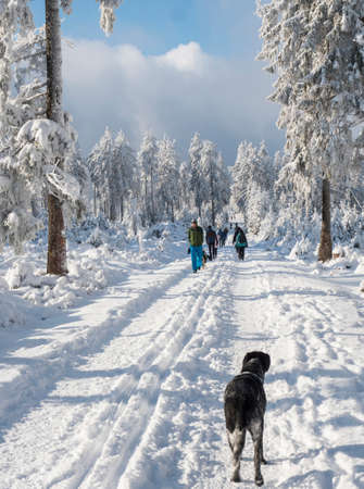 Czech Republic, Brdy mountains, January 9, 2021: Group of people and black gray hunting dog on a walk at snowy road in winter forest with snow covered spruce treesのeditorial素材