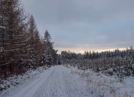 Snowy road in winter forest with snow covered spruce trees Brdy Mountains, Hills in central Czech Republic, cloudy evening.の写真素材