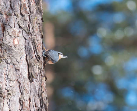 Close up wood Nuthatch or Eurasian nuthatch, climbing on larch tree trunk with sunflower seeds in beak.の写真素材