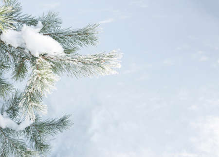 close up snow-covered hoarfrost tree branches, selective focus, white snow background, copy space, winter snowy background or frameの写真素材
