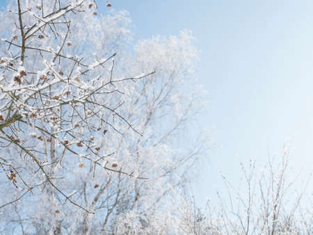 Snow-covered hoarfrost tree and bush branches over clear blue sky background. Winter snowy background or frame, copy spaceの写真素材