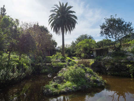 Small pond or lake and lush vegetation at botanical garden, Jardin Botanico Canario Viera y Clavijo,...