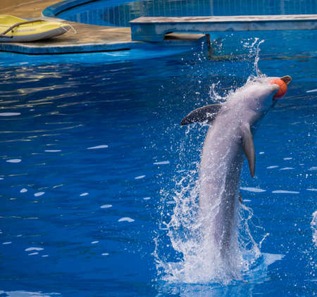 San Bartolome de Tirajana, Gran Canaria, Canary Islands, Spain December 18, 2020: Dolphins show at Palmitos Park. Trained dolphin performing. Gran Canaria, Spainのeditorial素材