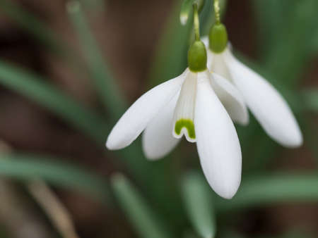 close up macro of white snowdrop spring flower with leaves on natural bokeh background, selective focusの写真素材