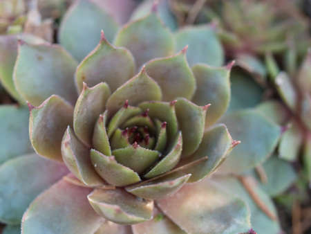 Close up of sempervivum houseleek plant which has red tips on the green leaves, Natural background...