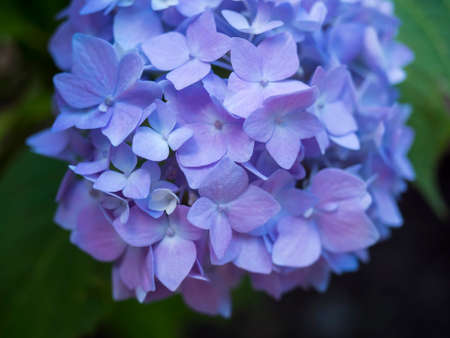 Close up macro of perfect pink blue Hydrangea flower, Hydrangea macrophylla blooming in a garden. Beautiful blossom hortensia flowers in bloom. Selective focusの写真素材