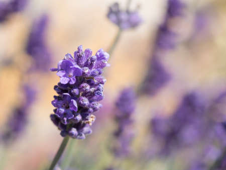 Close up Lavandula angustifolia, Levander floral pattern, bunch of flowers in bloom, purple lilac scented flowering plant on green bokeh background, selective focusの写真素材
