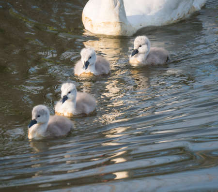 Four cute fluffy little chick of mute swan, Cygnus olor swimming on brown green water suface in sunlight. Selective focusの写真素材