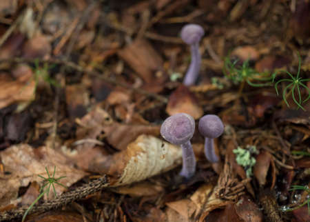 Close up Clitocybe nuda or Lepista nuda, commonly wood blewit. Three small violet lilac mushroom on a blurred atumn forest ground. Rare edible fungus. Selective focus, shallow DOF.の写真素材