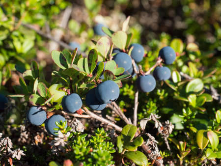close up ripe blue berries of Vaccinium myrtillus or European blueberry, bilberry on the branch growing on the bush in golden sun light. selective focusの写真素材