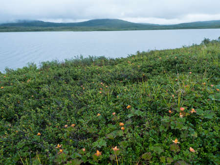 Field with bushes of ripe orange yellow cloudberries, Rubus chamaemorus growing at shore of Gieddavvre artic lake in Swedish Lapland at Padjelantaleden hiking trail. Moody summer dayの写真素材