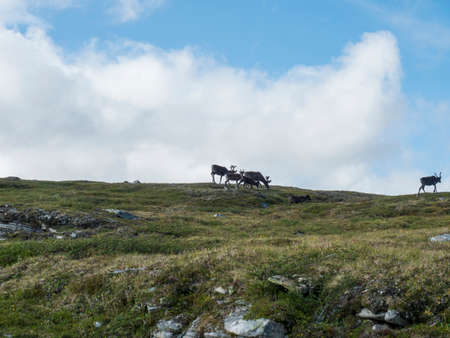 Group of reindeers grazing in arctic tundra grass, hill and rocks. Reindeer in wild in natural...