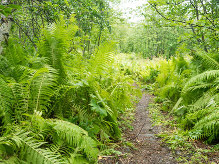 Narrow foot path in luxuriant ferns leaves, lush green foliage. Beautiful growing male fern in the birch tree forest. Natural background. Summer north Swedenの写真素材