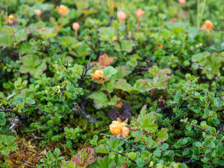 Bushes of ripe orange yellow cloudberry, Rubus chamaemorus. Macro of fresh wild northern berry...
