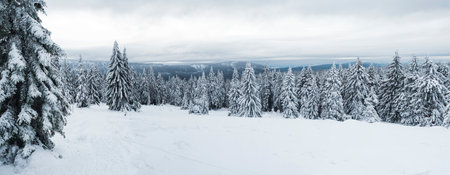 Panoramic view of winter landscape with fields downhill over snowy spruce tree forest with snow...
