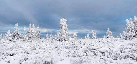 Panoramic view of winter landscape with snowy spruce tree forest with snow covered conifers....