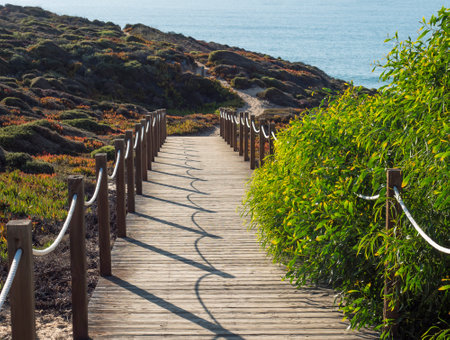 wooden sidewalk leading to Praia da Baia da Arquinha beach with ocean sand dunes footpath and green bush and vegetation at wild Rota Vicentina coast near Zambujeira do Mar, Portugal.の写真素材
