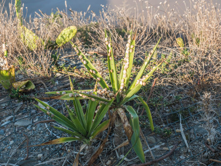 Close up of a Yucca plant covered by small snails in sunlightの写真素材