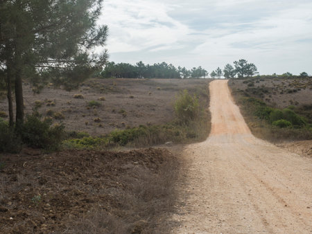 Country dirt road through bare field and pine trees. Agricultural country landscape near Odeceixe, Portugal. Cloudy autumn dayの写真素材