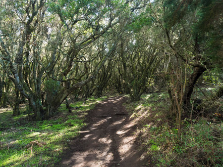 Narrow footpath at laurisilva forest at Park rural de Teno mountains, Tenerife, Canary Islands. Mysterious fairytale magical nature scenery with Erica arborea trees, moss, ferns and green leavesの写真素材