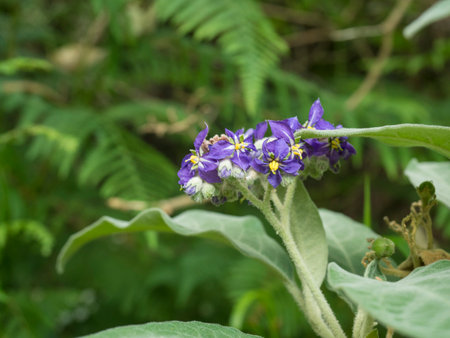 Close up Solanum mauritianum, wild tobacco, flower in bloom with background of green leaves, selective focusの写真素材