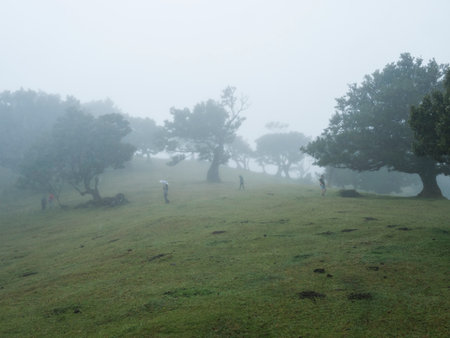 Fanal laurel forest in dense fog with distant tourist people figures. Bizarre shape mossy trees, twisted branches, moss and fern. Mysterious creepy atmosphere. Tourist point Fanal, Madeira, Portugalの写真素材