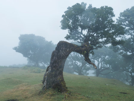 Old bizarre shape mossy crooked stinkwood tree with twisted branches, covered by moss and fern. Fanal laurel forest in dense fog. Mysterious creepy atmosphere, Tourist point Fanal, Madeira.の写真素材